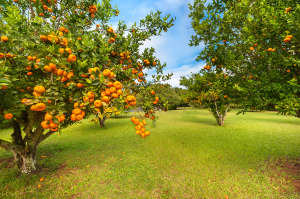 0916_FL-kareem-abdul-jabber-house-hawaii-orchard