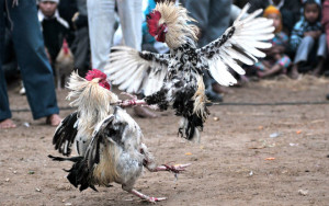 chicken fight